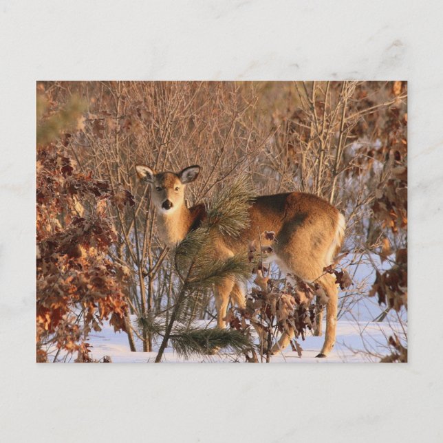Carte Postale Doe - Michigan Wildlife Postcard (Devant)