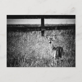 Carte postale Doe Photo