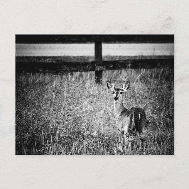 Carte postale Doe Photo (Devant)