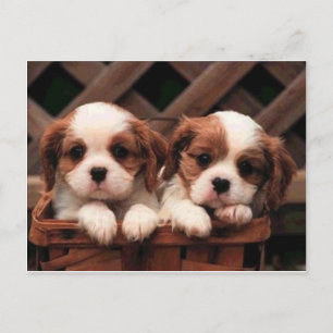 Carte Postale dog