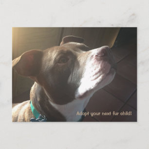 Carte Postale Dog Adoption Rescue Shelter Pets