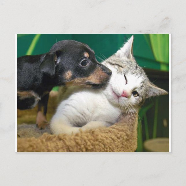 Carte Postale Dog and cat (Devant)