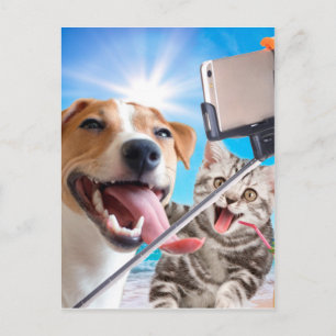 Carte Postale Dog and cat photographed selfie on the phone