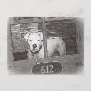 Carte Postale Dog Behind Door, Black and White