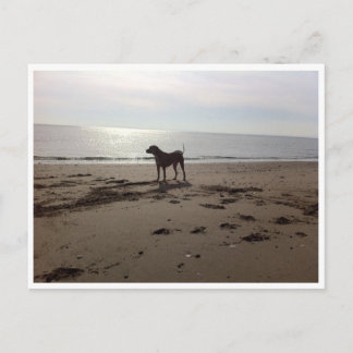 Carte Postale Dog on Beach