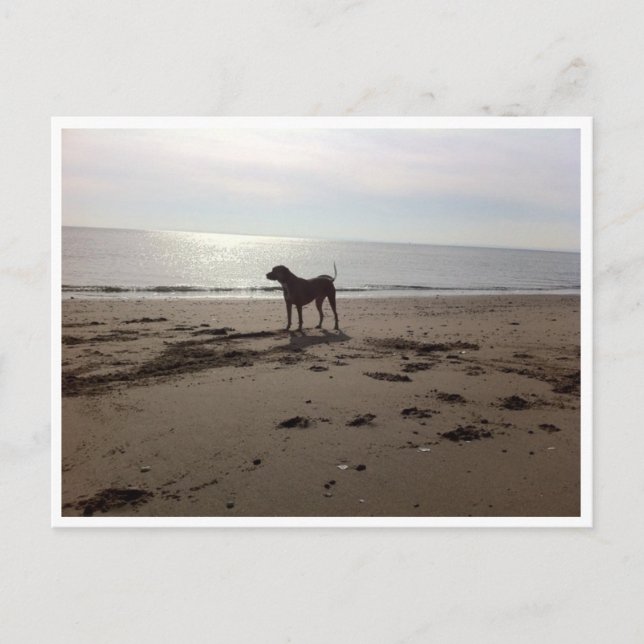 Carte Postale Dog on Beach (Devant)