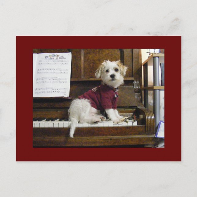 Carte Postale Dog on piano (Devant)