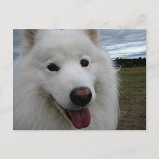 Carte Postale Dog Park Samoyed