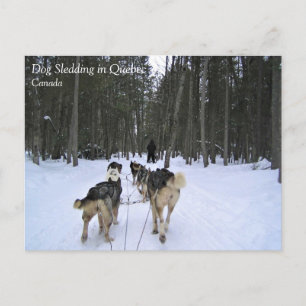 Carte Postale Dog Sledding à Québec, Canada