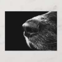 Carte postale Dog Sniffer