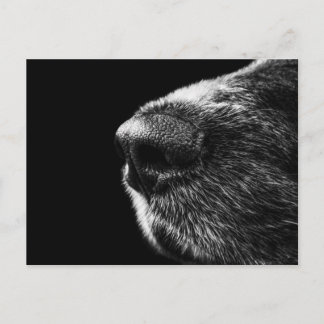 Carte postale Dog Sniffer