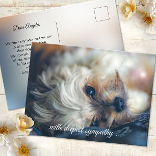 Carte postale Dog Sympathy