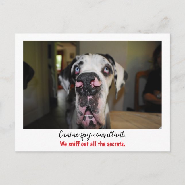 Carte Postale Dogge : le chien pour agents secrets  (Devant)