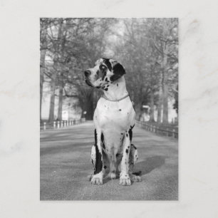 Carte Postale Doggenhaus