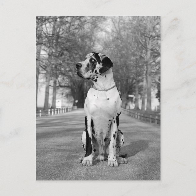 Carte Postale Doggenhaus (Devant)