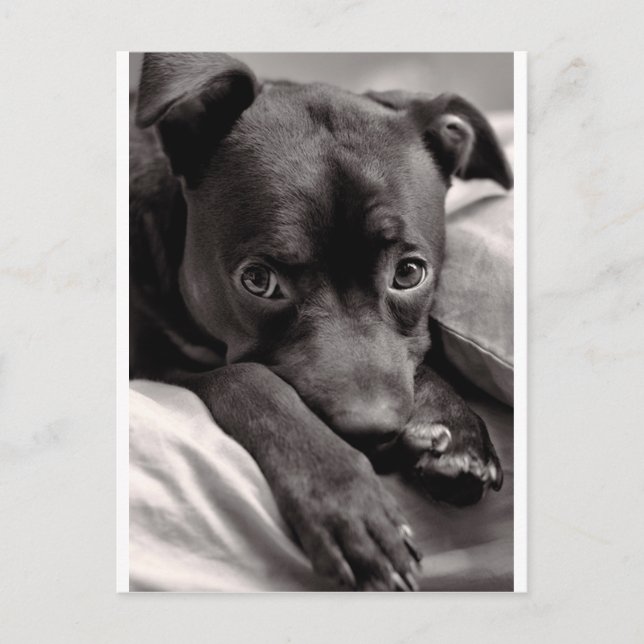 Carte Postale Doggie (Devant)