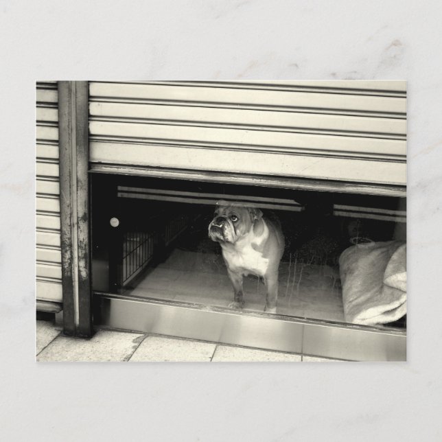 Carte Postale Doggie dans la fenêtre (Devant)