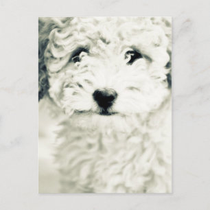 Carte Postale Doggy