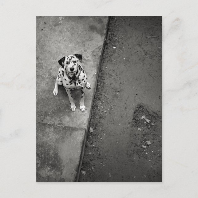 Carte postale Dogness (Devant)