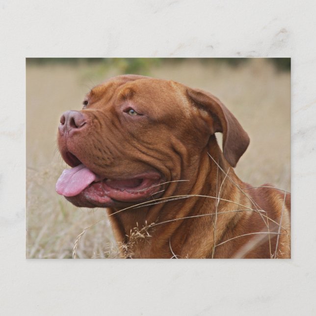 Carte Postale Dogue de Bordeaux (Devant)