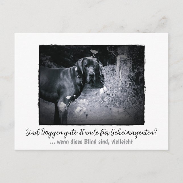 Carte Postale Dogue : le chien pour les agents secrets  (Devant)
