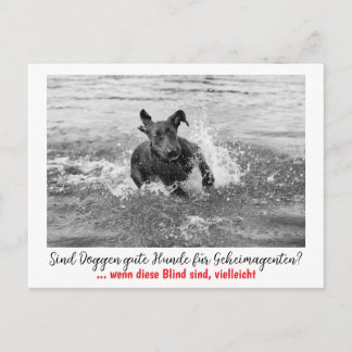 Carte Postale Dogue : le chien pour les agents secrets