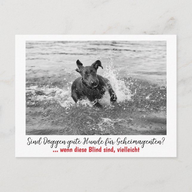 Carte Postale Dogue : le chien pour les agents secrets  (Devant)