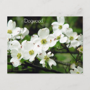 Carte Postale Dogwood