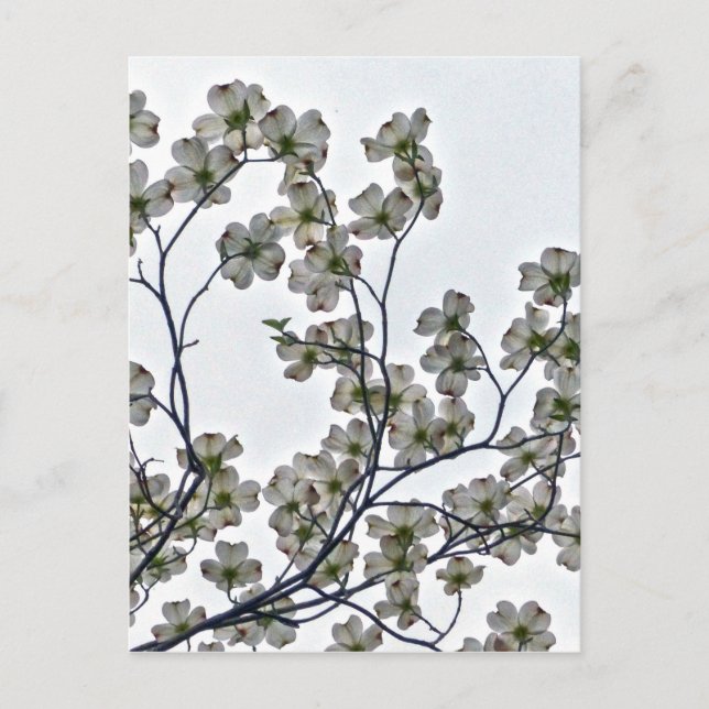 Carte Postale Dogwood à fleurs blanches (Devant)
