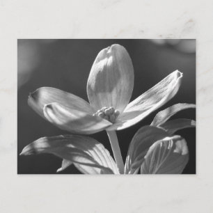 Carte Postale Dogwood Bloom