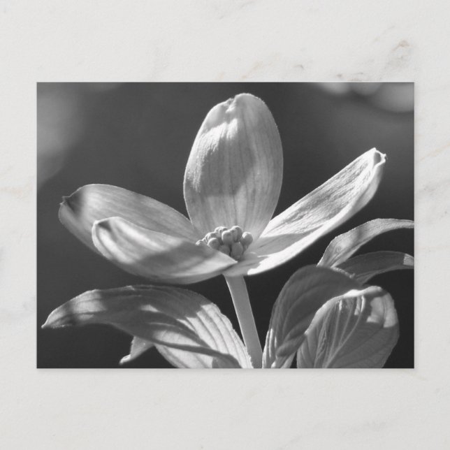 Carte Postale Dogwood Bloom (Devant)