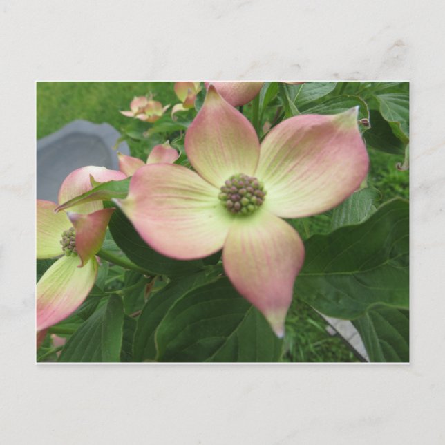 Carte Postale Dogwood Blossom (Devant)
