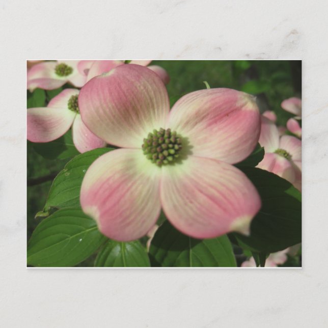 Carte Postale Dogwood Blossom (Devant)