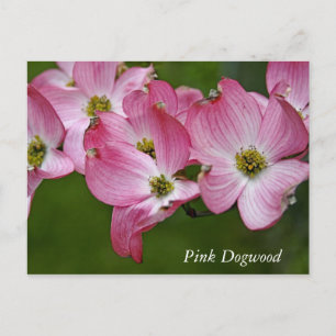 Carte postale: Dogwood horizontal