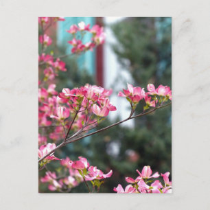 Carte Postale Dogwood rose