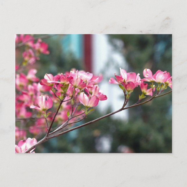 Carte Postale Dogwood rose (Devant)