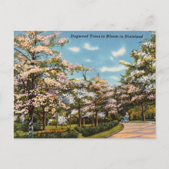 Carte Postale Dogwood Trees en Dixieland (Devant)