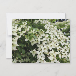 Carte Postale Dogwoods du printemps dans Marshall Bloom