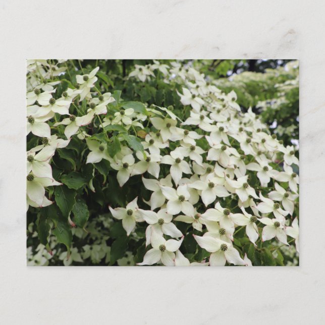 Carte Postale Dogwoods du printemps dans Marshall Bloom (Devant)