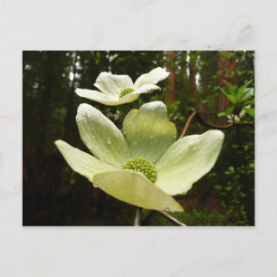 Carte Postale Dogwoods et séquoias dans le parc national Yosemit