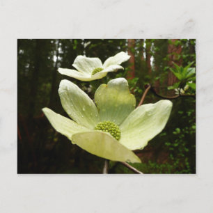 Carte Postale Dogwoods et séquoias dans le parc national Yosemit
