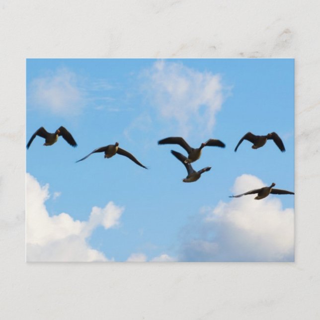 Carte postale d'oies de vol (Devant)