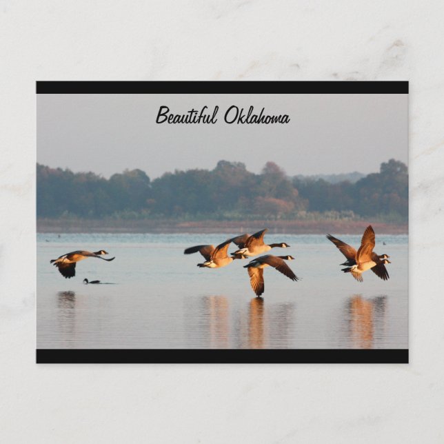 Carte postale d'oies du Canada en vol (Devant)