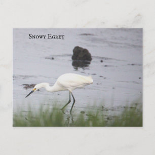 Carte postale d'oiseau Aigrette neigeuse