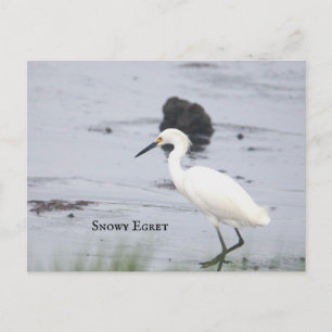 Carte postale d'oiseau aigrette neigeuse