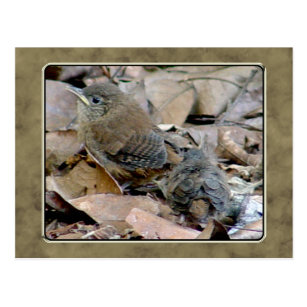 Cartes Postales Roitelet Originales Zazzle Fr