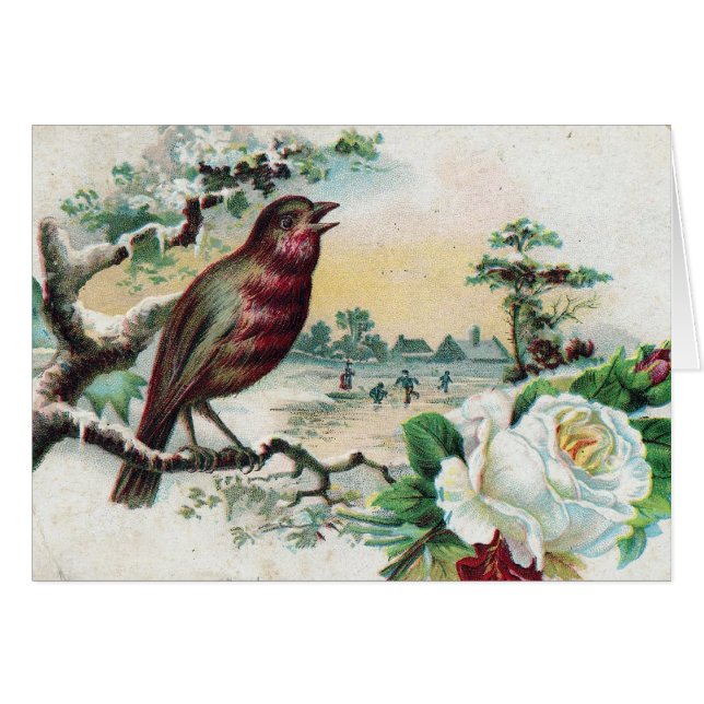 Carte postale d'oiseaux 1908 (Devant horizontal)