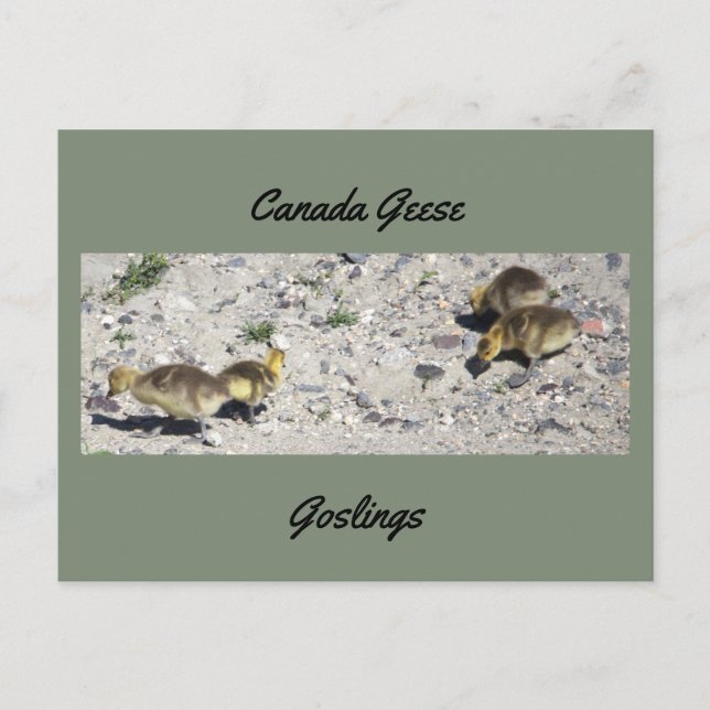 Carte postale d'oisons de bernaches du Canada (Devant)