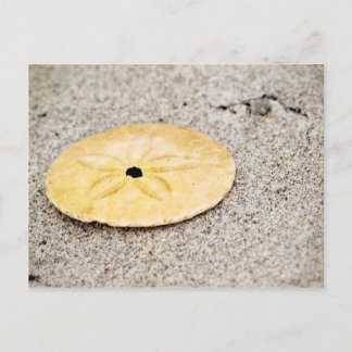 Carte Postale Dollar de sable chanceux