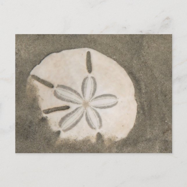 Carte Postale Dollar de sable (Echinarachnius parma) (Devant)